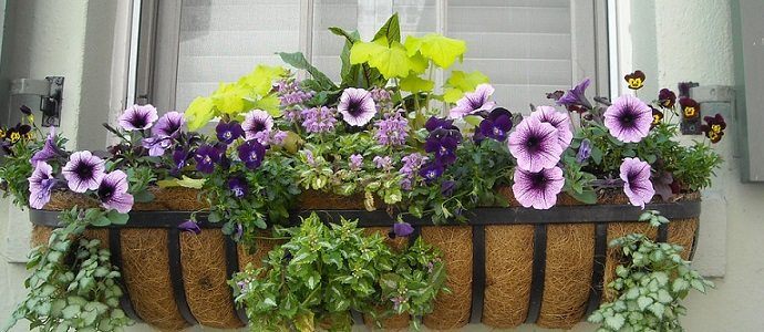 Floral Garden Window Box