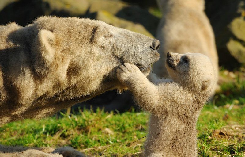 Furry animal mother giving her baby a nuzzle as an example of jobs for zoology majors