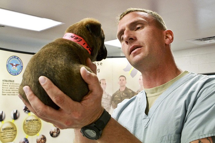 Man holding a puppy working as a veterinarian in a clinic
