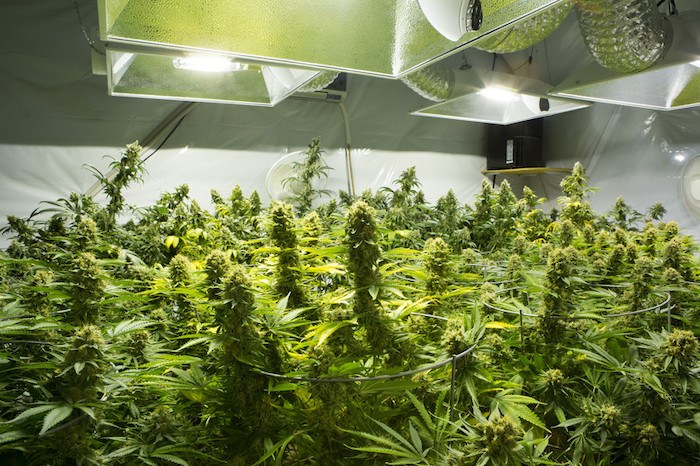 indoor grow room with cannabis and grow lights to show the best cannabis affiliate programs