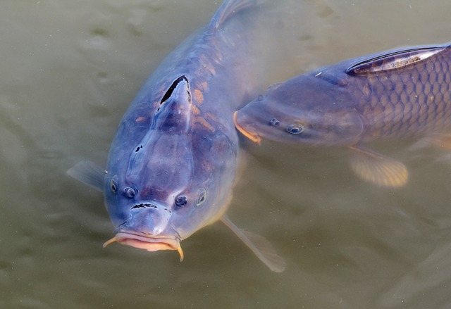 a carp appearing in the water representing the meta description appearing in Google