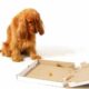狗狗看着空的披萨盒，代表着对你网站的失望