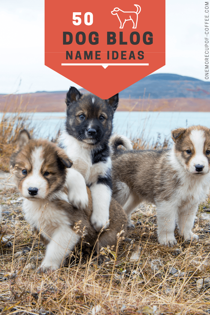 Dog Blog name ideas