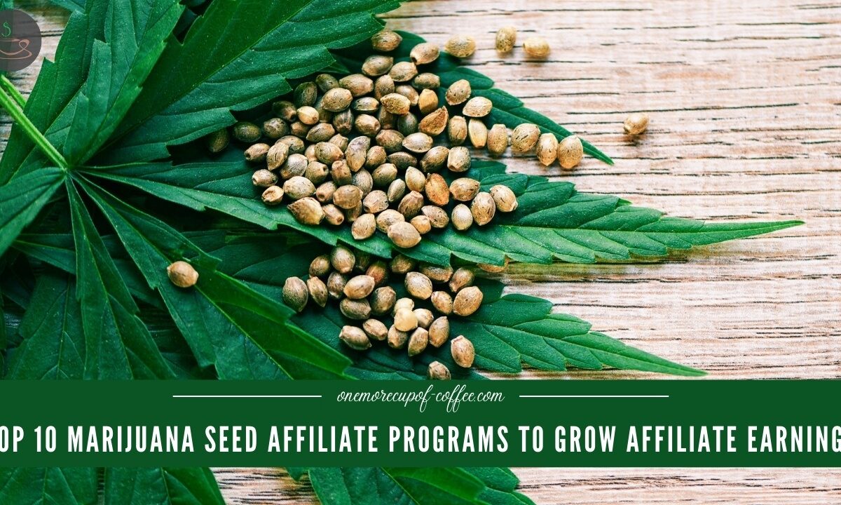 Top 10 Marijuana Seed Affiliate Programs To Grow Affiliate Earnings featured image