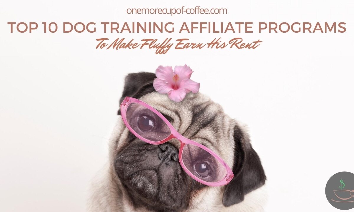 前10名Dog Training Affiliate Programs To Make Fluffy Earn His Rent featured image