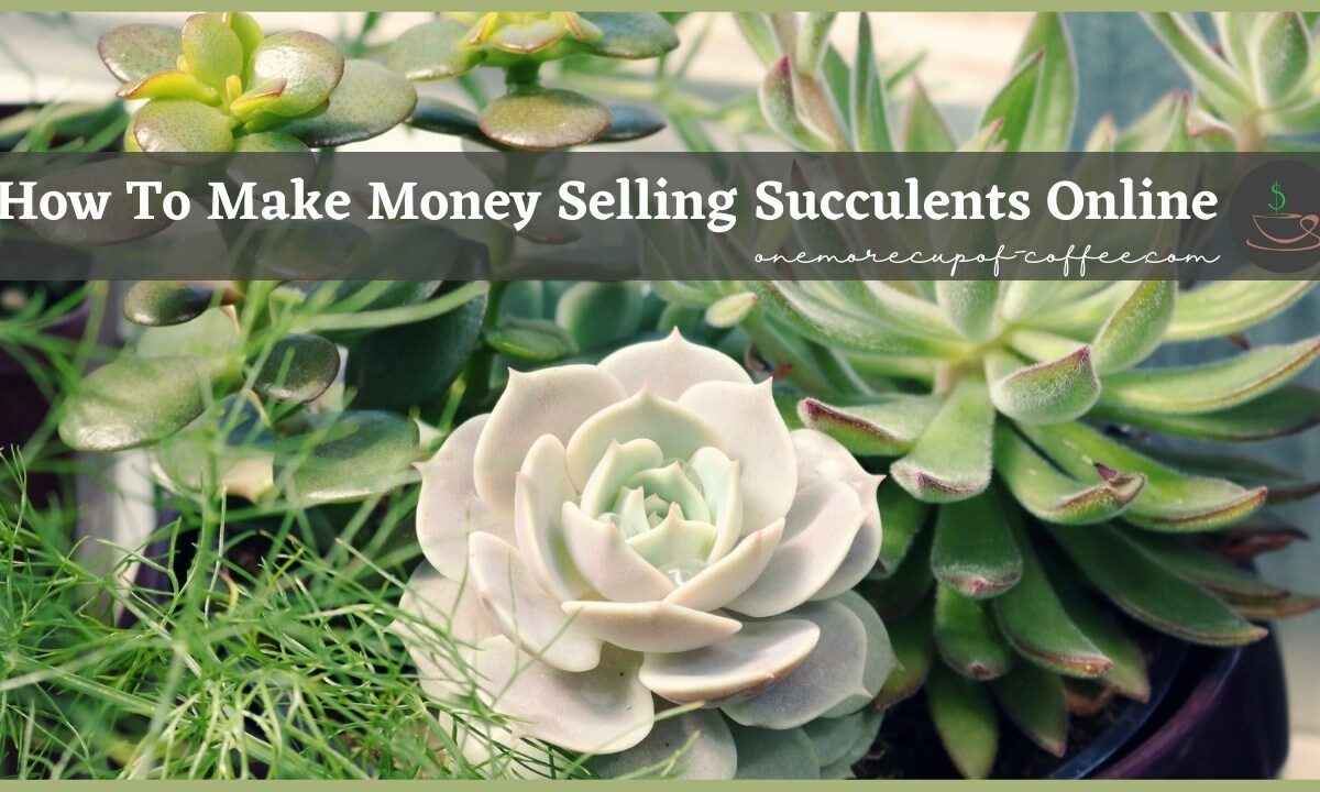 How To Make Money Selling Succulents Online featured image