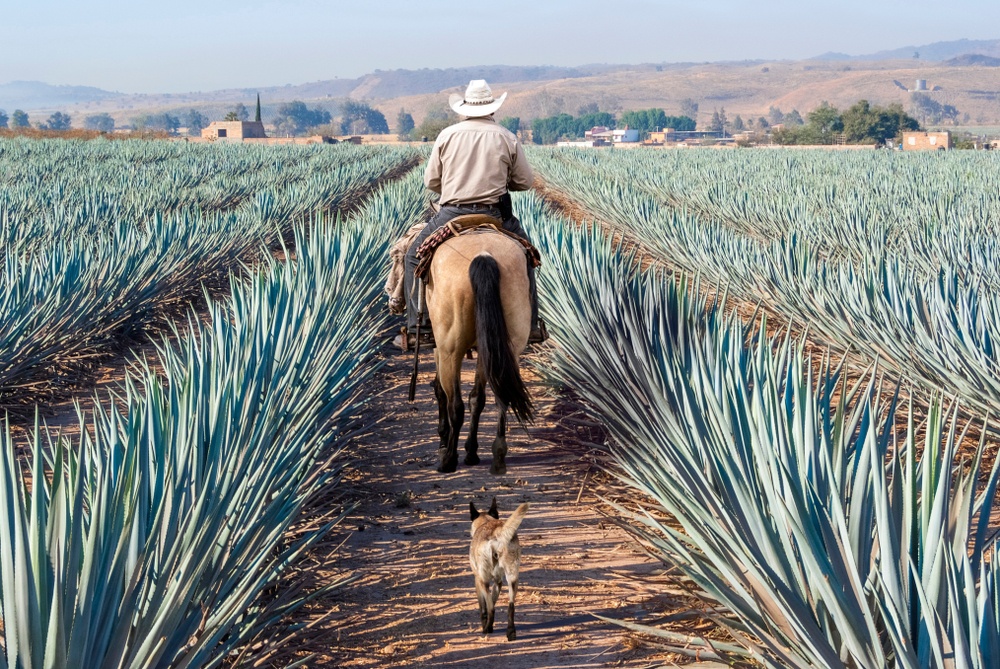 一个骑马的斗牛士视察一排排的蓝色龙舌兰，他的狗在后面小跑。